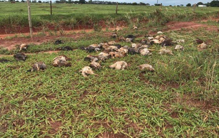 Polícia Ambiental Batayporã localiza 100 aves mortas lançadas inadequadamente em área rural