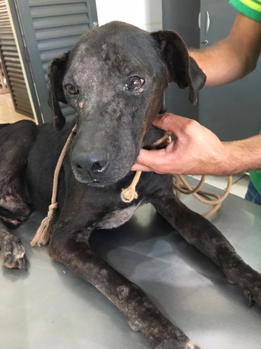 Polícia Militar Ambiental de Batayporã autua mulher de 22 anos em R$ 1 mil por maus-tratos a um cachorro