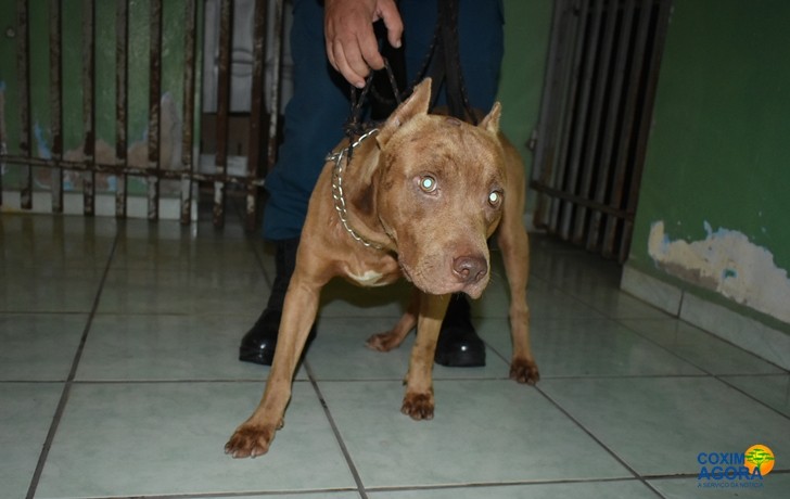 Pitbull morde irmãos de 03 e 05 anos, dono do animal não foi identificado