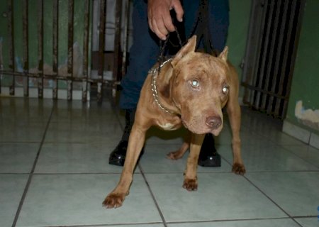 Pitbull morde irmãos de 03 e 05 anos, dono do animal não foi identificado