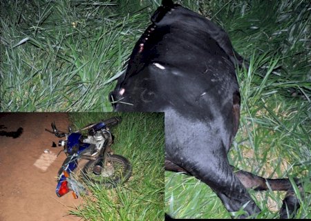 Vaca morre e motociclista fica ferido em colisão que envolveu veículo