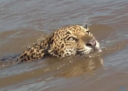 Amigos flagram onça atravessando rio em MS
