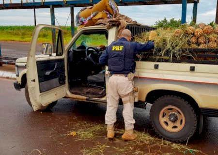 PRF apreende 179,6 Kg de maconha escondidos sob carga de abacaxis em Ponta Porã (MS)