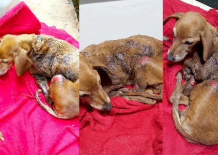 Em Batayporã, cachorra fica gravemente ferida ao ser vítima de maus-tratos