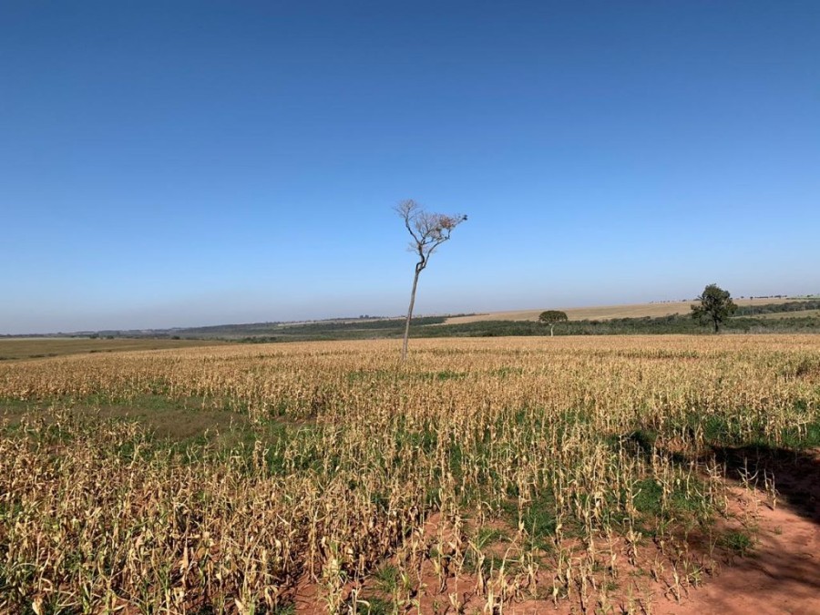 Polícia Militar Ambiental de Batayporã autua paranaense em R$ 55 mil por desmatamento ilegal de vegetação