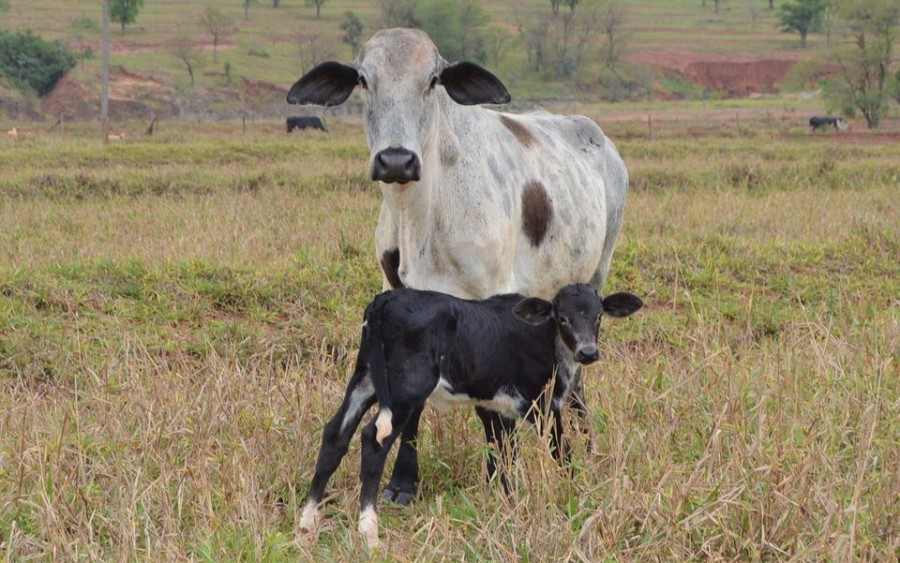Novo Horizonte do Sul - Nasce a primeira bezerra através de projeto de inseminação artificial