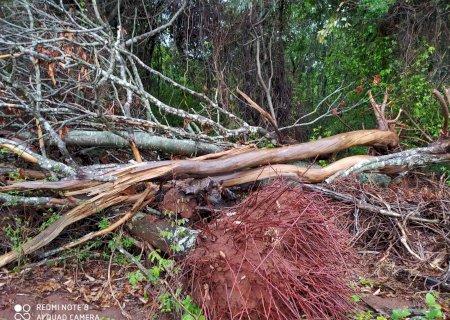 Polícia Militar Ambiental de Anaurilândia autua infrator em R$ 6 mil por desmatamento ilegal de vegetação protegida para plantio de lavoura