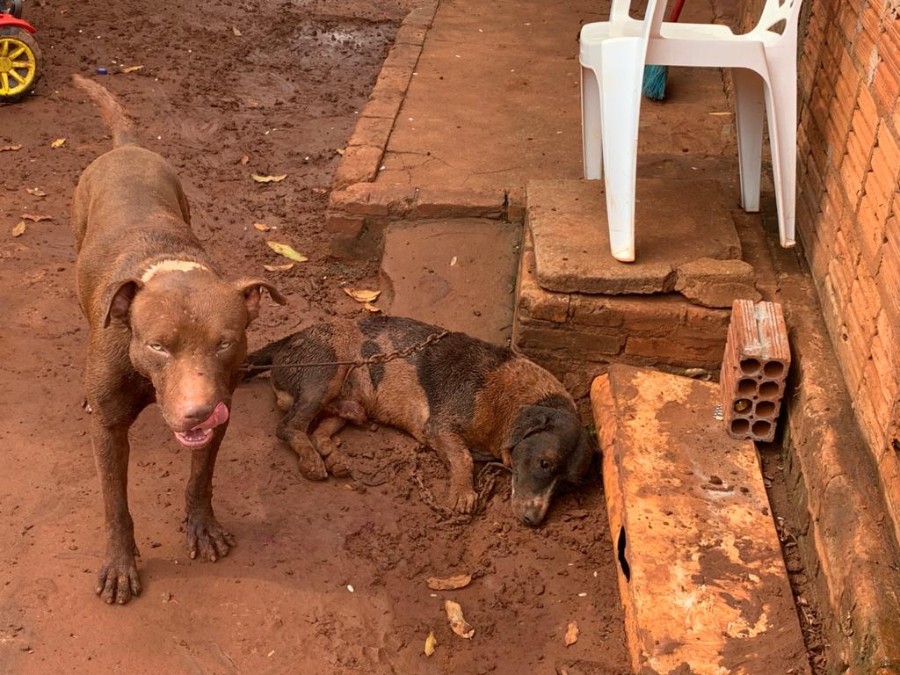 Polícia Militar Ambiental de Batayporã leva jovem de 19 anos à delegacia por omissão de cautela de dois cachorros em que um Pitbull matou seu outro cão