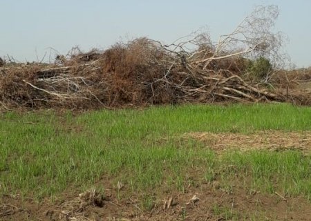 Polícia Militar Ambiental de Dourados autua infrator em R$ 20 mil por desmatamento ilegal de vegetação protegida por lei na sua propriedade em Nova Alvorada do Sul