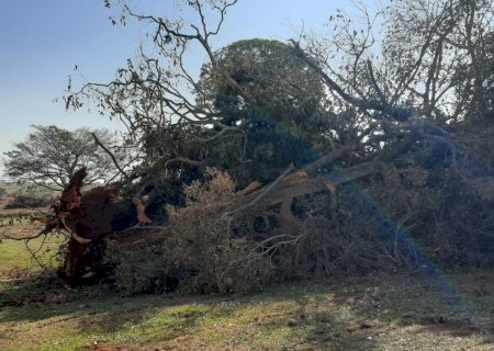 Polícia Militar Ambiental de Anaurilândia autua paranaense em R$ 393 mil por desmatamento ilegal de vegetação de bioma protegido em sua fazenda no município