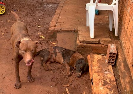 Polícia Militar Ambiental de Batayporã leva jovem de 19 anos à delegacia por omissão de cautela de dois cachorros em que um Pitbull matou seu outro cão