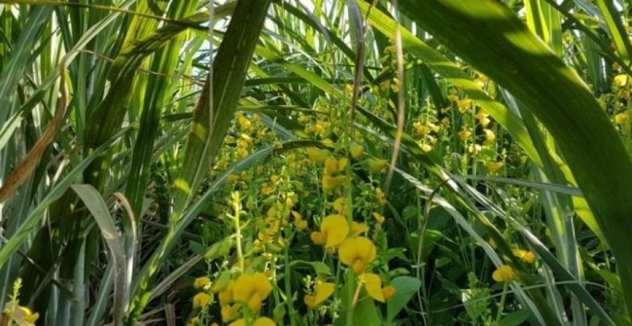 Plantio de crotalaria não se resume às áreas de renovação de canavial, vitamina também a cana-soca