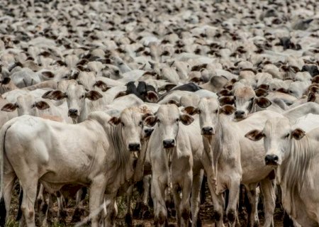 Bezerro sobe mais do que o boi gordo e aperta situação do pecuarista