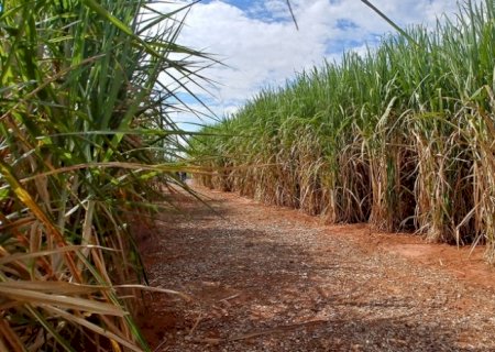 Uso de fungicida pode aumentar produtividade do canavial entre 10 e 20 toneladas por hectare. Mas não é qualquer fungicida