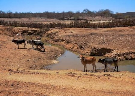 Beber água suja pode frear a engorda do boi em até 90 g por dia