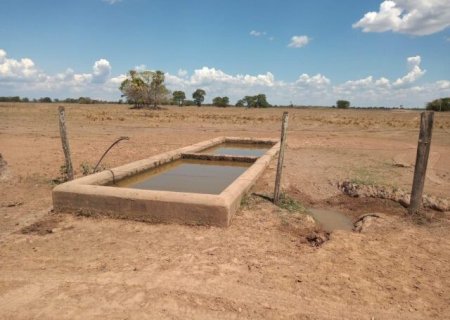 Agonia: pecuaristas do Pantanal correm contra o tempo para salvar rebanho da seca