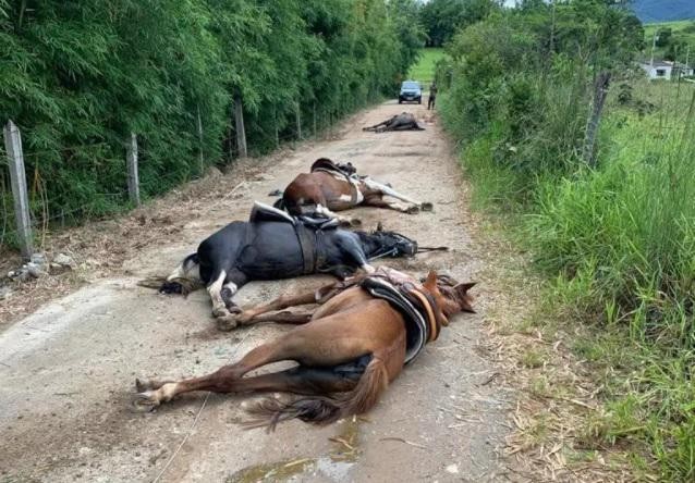 Cavalos morrem eletrocutados em estrada de terra.