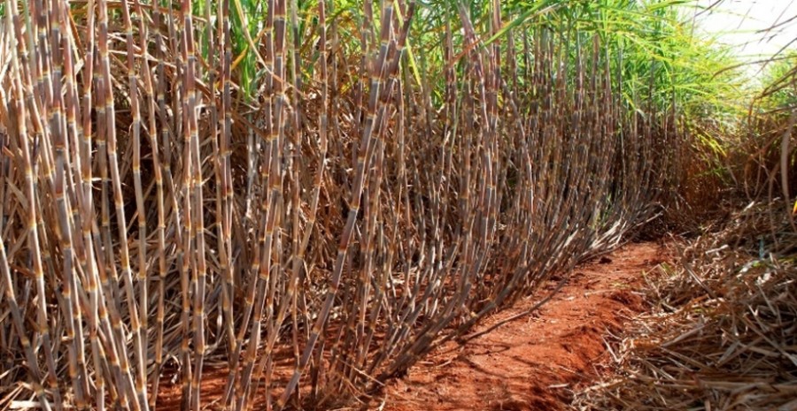 Unidades sucroenergéticas intensificam ensaios com novas variedades de cana