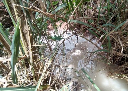 Polícia Militar Ambiental de Naviraí autua empresa em R$ 20 mil por lançar efluentes de fecularia poluindo solo em matas ciliares e água de um córrego e do rio Amambai