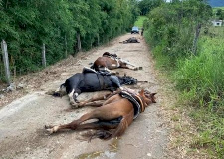 Cavalos morrem eletrocutados em estrada de terra.