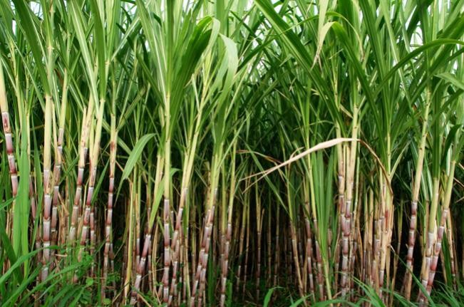 Em um ano, Mato Grosso do Sul evita emissão de 3,1 mi/ton de CO2 com produção de etanol