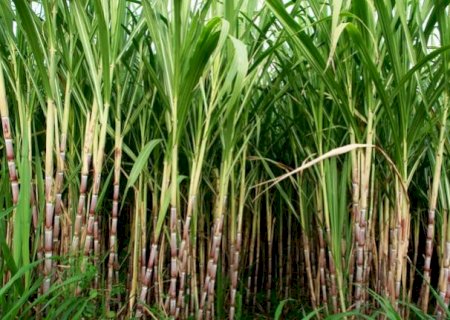 Em um ano, Mato Grosso do Sul evita emissão de 3,1 mi/ton de CO2 com produção de etanol