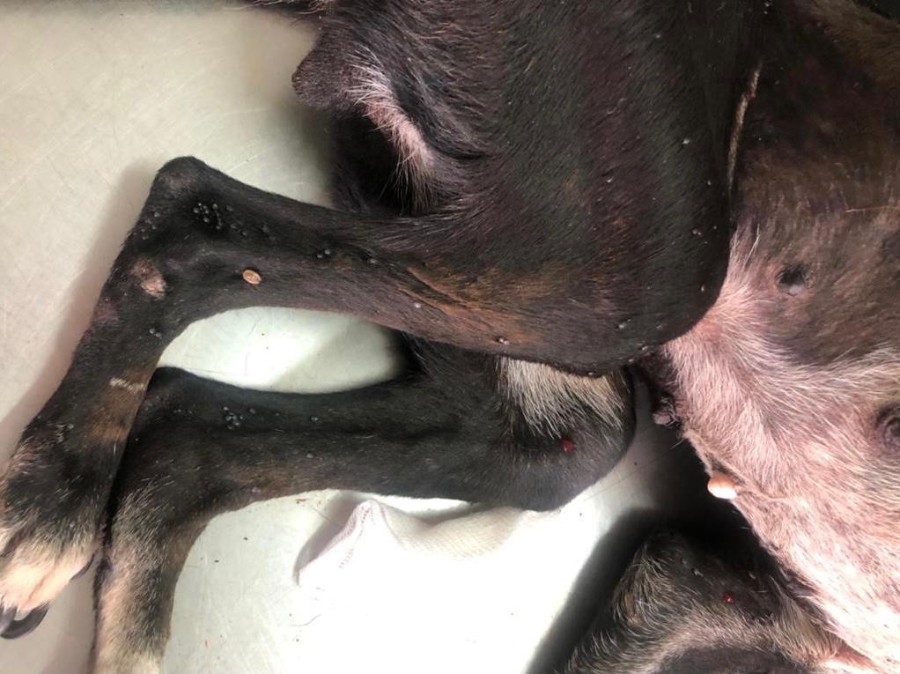 Polícia Militar Ambiental de Batayporã autua mulher de 40 anos por maus tratos a cachorro