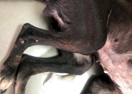 Polícia Militar Ambiental de Batayporã autua mulher de 40 anos por maus tratos a cachorro