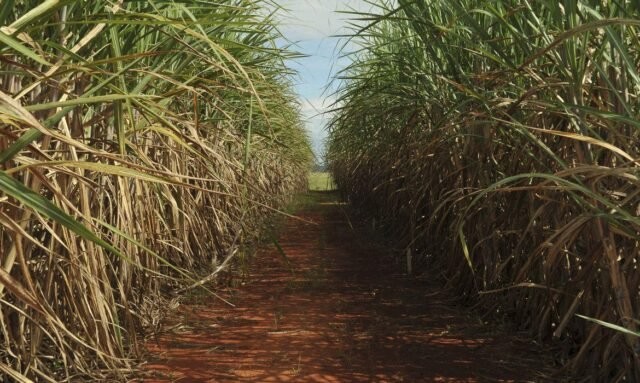 Com clima mais seco, safra de cana será 3% menor em 2021/22
