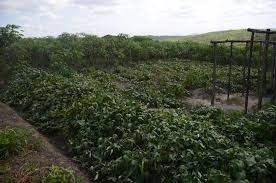 Governo vai auxiliar União na regularização de 30 mil títulos de terra da agricultura familiar em MS