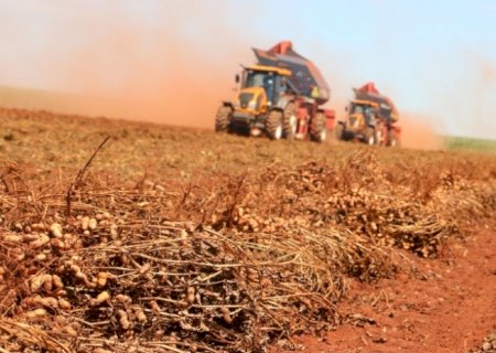 Ital levanta pontos críticos de contaminação por micotoxinas em café, amendoim e cana-de-açúcar para prevenir e reduzir riscos