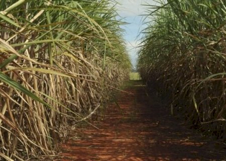 Com clima mais seco, safra de cana será 3% menor em 2021/22