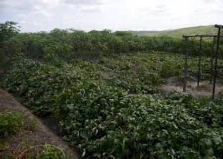 Governo vai auxiliar União na regularização de 30 mil títulos de terra da agricultura familiar em MS