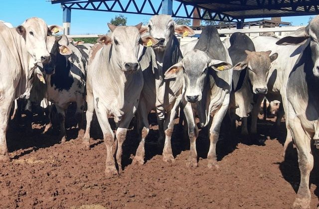 FRIGORÍFICO APERTA A PRESSÃO E PRODUTOR ABRE A PORTEIRA