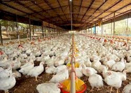 Representantes do setor de carnes alertam para risco de desabastecimento de grãos