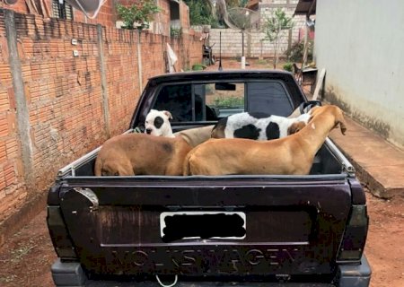 POLICIA MILITAR DE DEODAPOLIS APREENDE ARMAMENTOS UTILIZADOS EM CAÇA DE ANIMAIS SILVESTRES