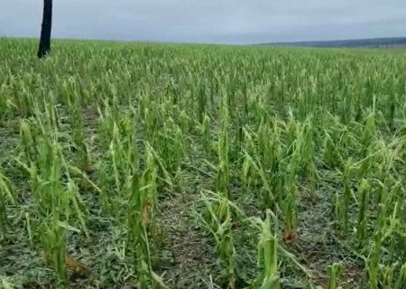 Após estiagem e granizo, produtores avaliam desistir de colher milho, aponta Siga-MS