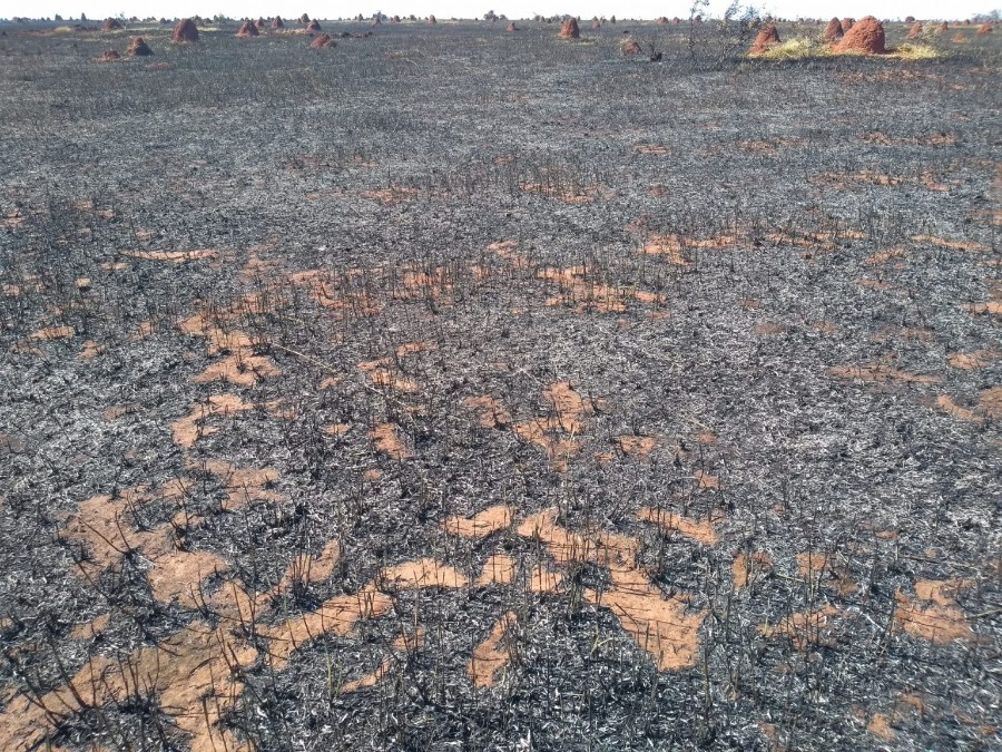 Polícia Militar Ambiental de Anaurilândia autua arrendatário em R$ 52 mil por incêndio em pastagem