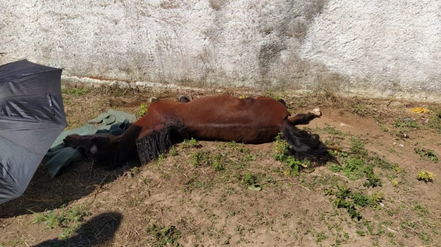 Polícia Militar Ambiental de Aquidauana autua em R$ 1,5 mil infrator de 42 anos por maus-tratos ao abandonar cavalo debilitado