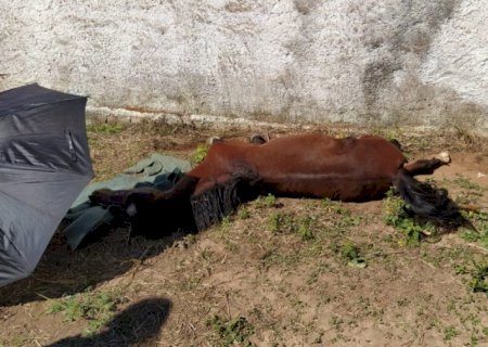 Polícia Militar Ambiental de Aquidauana autua em R$ 1,5 mil infrator de 42 anos por maus-tratos ao abandonar cavalo debilitado