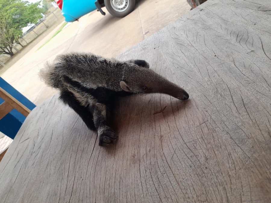 PMA de Anaurilândia resgata filhote de tamanduá-bandeira cuja mãe fora morta por atropelamento e orienta motoristas sobre atropelamento de animais