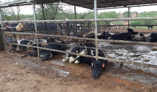 GADO MORRE ELETROCUTADO POR PLACA DE ENERGIA SOLAR