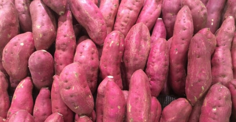 Batata-doce adaptada pode ser usada na produção de etanol