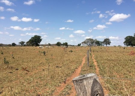 “Situação dos pastos em algumas regiões é de total desespero”, afirmam especialistas