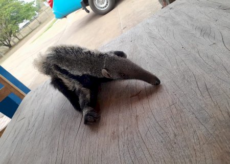PMA de Anaurilândia resgata filhote de tamanduá-bandeira cuja mãe fora morta por atropelamento e orienta motoristas sobre atropelamento de animais