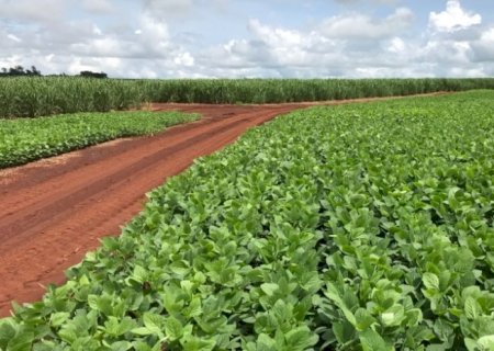 Setor sucroenergético lucra com a soja em Mato Grosso do Sul, mas adesão à rotação pode ser maior