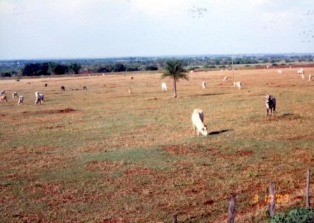 Brasil: 104 milhões de hectares de pastagens estão degradadas