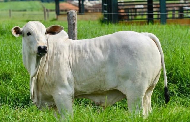 BEZERRO RECUA A R$ 14,00/KG; CRIA LIGA O SINAL VERMELHO!