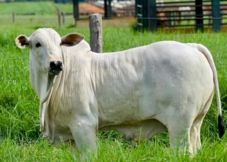 BEZERRO RECUA A R$ 14,00/KG; CRIA LIGA O SINAL VERMELHO!