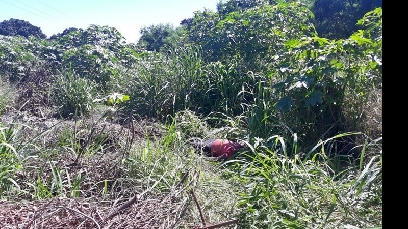 Corpo em decomposição é encontrado em região de mata em cidade no MS